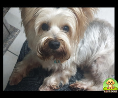 Lost Yorkie in Ballito - Oreo