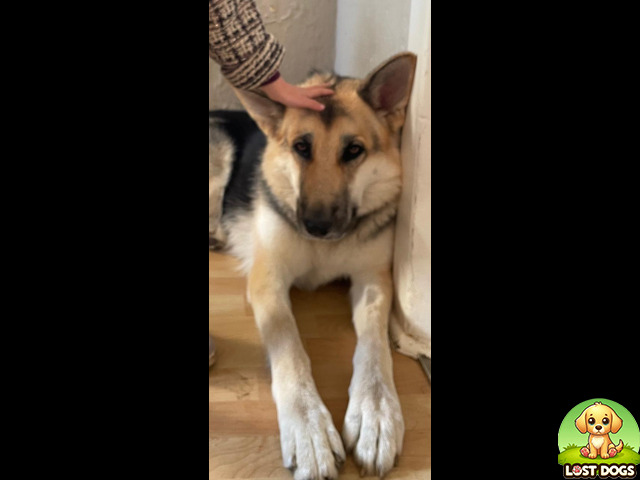 Lost Lost German Shepherd - Skye in South Africa — German Shepherd (Alsation)