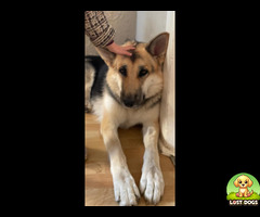 Lost German Shepherd - Skye