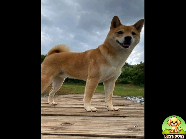 Lost Lost Shiba Inu Rustenburg - Kio in Rustenburg — Medium sized dogs