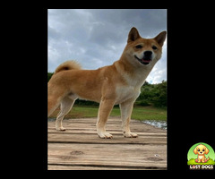 Lost Shiba Inu Rustenburg - Kio