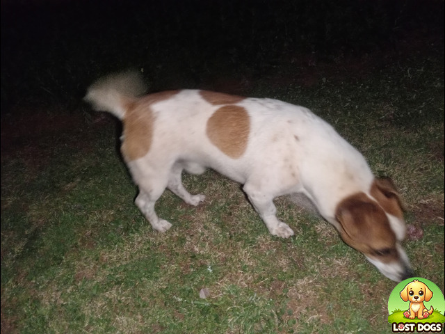 Found Found Jack Russel in Wilro Park in Roodepoort — Jack Russell Terrier