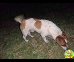 Found Jack Russel in Wilro Park