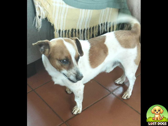 Found Found Jack Russel in Wilro Park in Roodepoort — Jack Russell Terrier