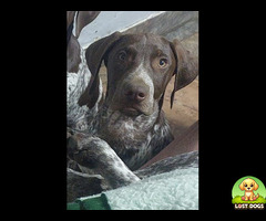 Missing Pointer in Buyscelia AH, Meyerton