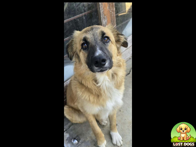 Lost Lost border collie/retriever in Rayton. Female and name is Gucci in Pretoria — Border Collie