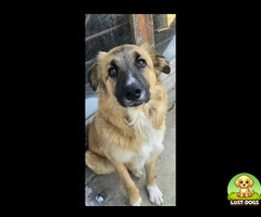 Lost border collie/retriever in Rayton. Female and name is Gucci