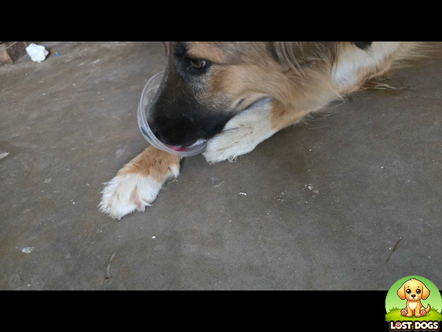 Lost Lost border collie/retriever in Rayton. Female and name is Gucci in Pretoria — Border Collie