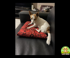 Lost Jack Russel in Merebank - Abby