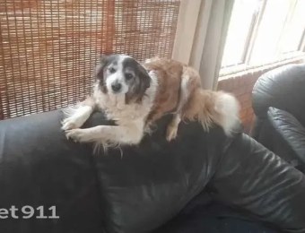 Help find Maja: stolen Border Collie near Malmani Road, Gauteng (reported 9 Mar 2026)
